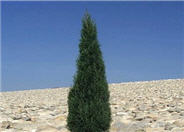 Tiny Towers Italian Cypress