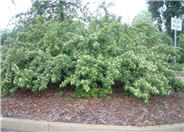 Red Clusterberry Cotoneaster