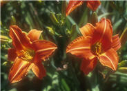 Lady Lucille Daylily