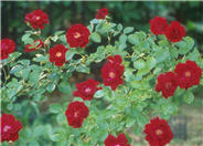 Climbing Hybrid Tea Rose