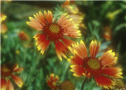 Monarch Blanket Flower