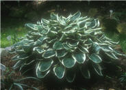 Hosta assorted varieties