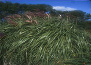 Flamingo Eulalia Grass