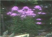 Speed Limit Summer Phlox