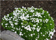 Little Gem Evergreen Candytuft