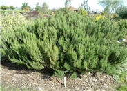 Arp Rosemary