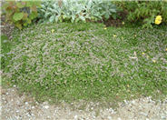 Mother-of-Thyme, Creeping Thyme