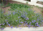 Margarita Bop Foothill Penstemon