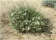 California Buckwheat