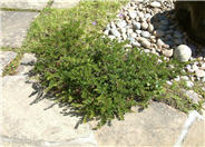 Monterey Carpet Manzanita