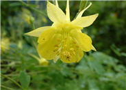 Golden Columbine