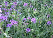 Prairie Verbena, Sandpaper V.