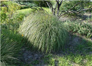 Pink Muhly Grass