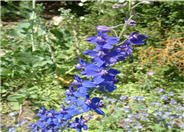 Blue Bird Giant Pacific Delphinium