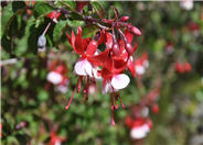 Dwarf Hardy Fuchsia