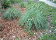 Lindheimer's Muhly Grass