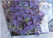 Purple Shamrock