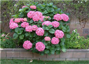 Species Hydrangea