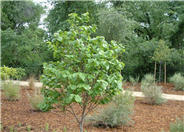 Chinese Redbud