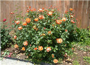 Oranges 'n' Lemon Hardy Rose Shrub