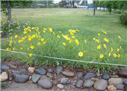 Summer Coreopsis