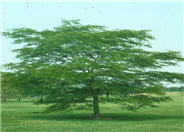 Shademaster Honey Locust