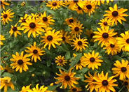 Black-Eyed Susan