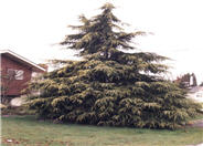 Golden Deodar Cedar