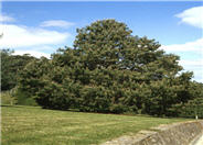 Jelecote Pine, Mexican Pine