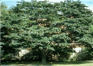 Schwedler Norway Maple