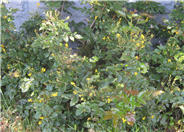 Dwarf Oregon Grape