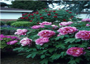 Peony, Herbaceous & Tree