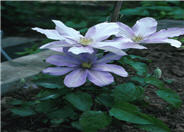 Blue Clematis