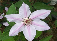 Ville de Lyon Pink Clematis