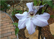 Clematis, large-flowered hybrids