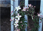 Anemone Clematis