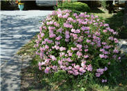 Ivy Geranium