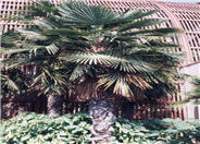 Windmill Palm