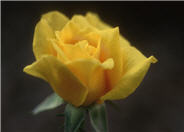 Oregold Hybrid Tea Rose