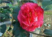 Kramer's Supreme Shade Camellia