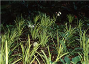 Variegated Lilyturf