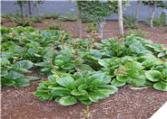 Heartleaf Bergenia, Winter Bergenia