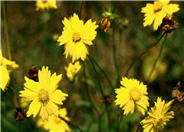 Lance Coreopsis