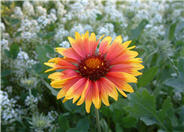 Blanket Flower