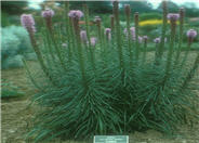 Gayfeather, Blazing Star