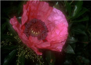 Oriental Poppy