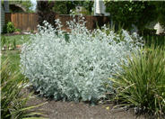 Dusty Miller Shrub