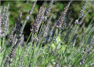 English Lavender