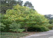 Tulip Tree