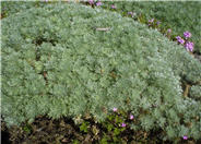 Silver Mound Artemisia